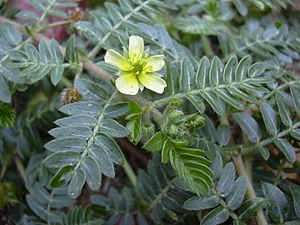 Starr 030612-0063 Tribulus terrestris