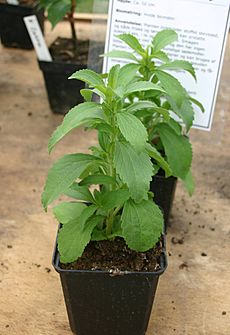 Stevia-rebaudiana-total