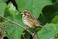 Streaky Seedeater, Ngorongoro Crater (8495906768)