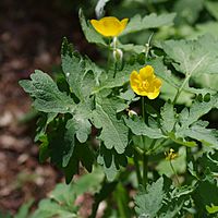 Stylophorum diphyllum durham