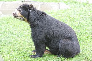 Tremarctos ornatus -Binghamton Zoo-6