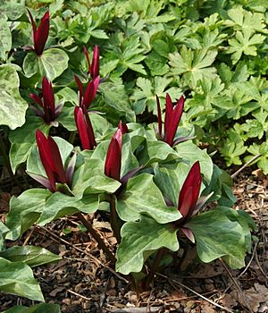 Trillium kurabayashii 03.jpg