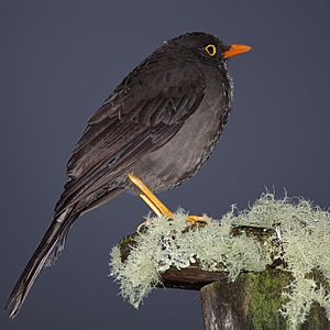 Turdus fuscater Male