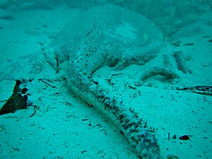 Urogymnus asperrimus tail