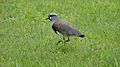 Vanellus chilensis Valdivia