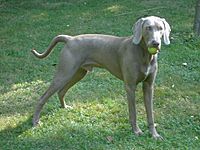 Weimaraner Amigo