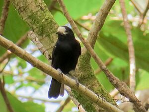 White-fronted Tit.jpg