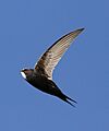 White-rumped swift, Apus caffer, at Suikerbosrand Nature Reserve, Gauteng, South Africa (22724578894)