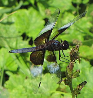 Widow Skimmer, male.jpg