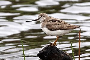 Xenus cinereus Lapland