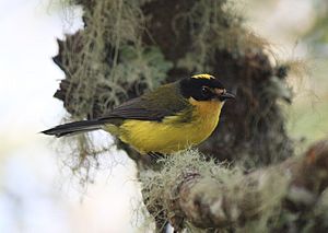 Yellow-crowned Whitestart.jpg