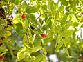 Ziziphus zizyphus foliage