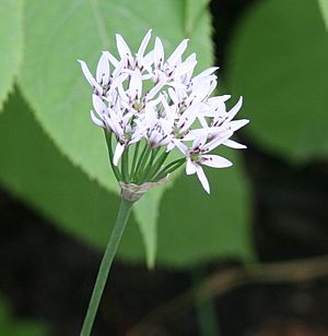 Allium ramosum 01.jpg