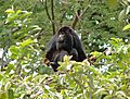 Alouatta belzebul Tucurui PA Brazil.jpg