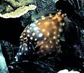 American whitespotted filefish.jpg