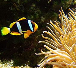 Amphiprion clarkii