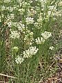 Asclepias subverticillata AZ