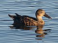 Australasian Shoveler