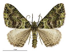 Austrocidaria similata male.jpg