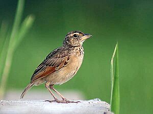 Bengal Bushlark I IMG 4989.jpg