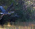 Blue heron cyrstal lake sanctuary