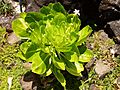 Brighamia insignis - flowers