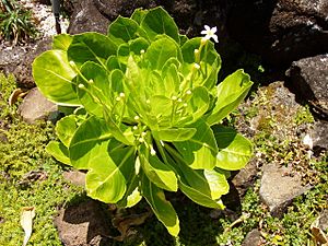 Brighamia insignis - flowers