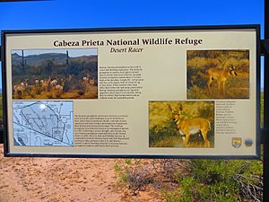 CPNWR-Sonoran pronghorn