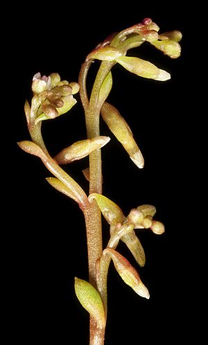 Calandrinia corrigioloides (8691767425).jpg