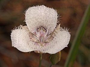 Calochortus tolmiei 4622