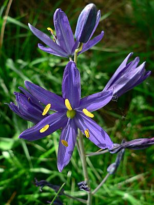 Camassia quamash 07017