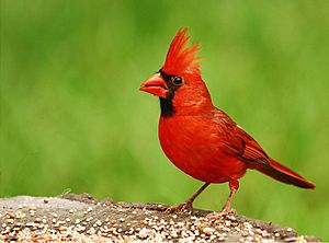 Cardinal