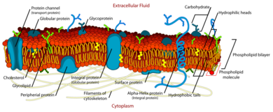 Cell membrane detailed diagram en