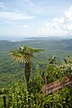 Coccothrinax yunquensis