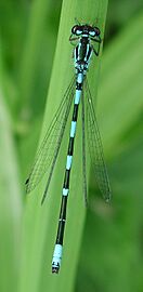 Coenagrion pulchellum m 4344