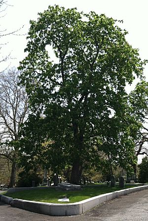 Coles family gravesite