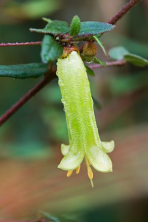 Correa Reflexa RTBG