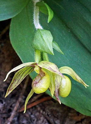 Cypripedium fasciculatum (14639706125) cropped 1.jpg