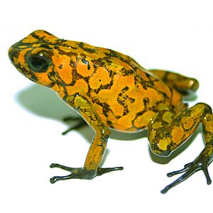 Dendrobates sylvaticus PLoS.jpg