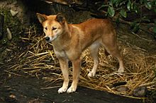 Dingo2