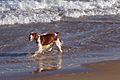 Dog on beach