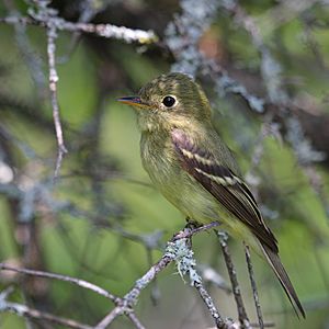 Empidonax flaviventris GJ