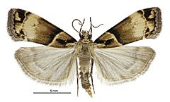 Eudonia periphanes male.jpg