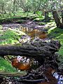 Fallen tree bridging beaulieu river