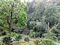 Forest in Mondulkiri