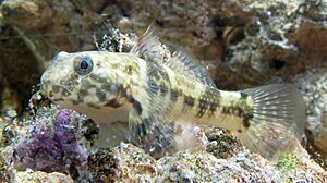 Frillfin goby.jpg