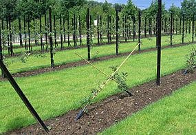 Fruit tree forms at Gaasbeek