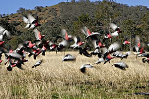 Galahs flying motion blur