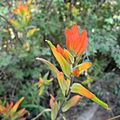 Garañona (Castilleja integrifolia).jpg