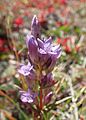 Gentianella amarella ssp. acuta kz02